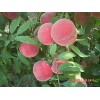 晚熟毛桃代理加盟 优质的映霜红晚熟毛桃新品种出售