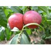 种植美佳桃苗 潍坊区域规模大的果树苗基地