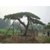 风景造型油松——易种植的造型油松出售