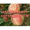 购买映霜红晚熟毛桃新品种就选青州利民苗木 晚熟毛桃可信赖