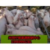 山东光明仔猪果蔬中心
