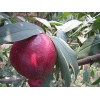 想要易种植的未来一号油桃就来青州利民苗木|热销的未来一号