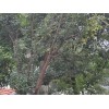 大木瓜树找钰皓园林苗木——潍坊大型木瓜树
