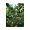 较受欢迎的吉塞拉五年成品树出售，安徽吉塞拉五年成品小苗