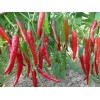 物超所值的辣椒供应，就在青州益惠_营养价值高的有机蔬菜