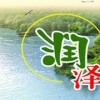 玉簪种植基地 多芽玉簪哪里有 营养杯玉簪报价