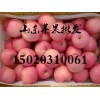 山东苹果批发价格