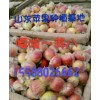 山东苹果最新上市嘎啦美八/大量供应