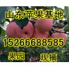 １５２６６６８８５８５实价供应山东嘎拉美八苹果