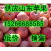 １５２６６６８８５８５今日山东嘎拉美八苹果实价供应