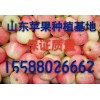 苹果降价15588026662嘎啦 美八苹果产地
