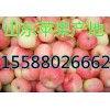 大量供应优质嘎啦美八苹果