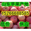 １５２６６６８８５８５今日山东嘎拉苹果什么价格