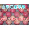 红星苹果产地纸袋红星苹果批发上市13953929452