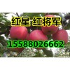山东优质苹果产地纸膜袋红星 红将军上市