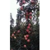 山东苹果基地苹果出售品种