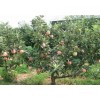 各种绿化果树，核桃树，苹果树，梨树，樱桃树，山楂树