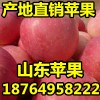 供应金帅苹果批发 山东红星苹果产地 今日红将军价格
