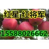 苹果降价 山东红星 红将军供应产地