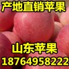 １８７６４９５８２２２供金帅/红将军批发/红富士苹果产地价格