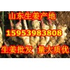 山东生姜批发产地价格 山东生姜基地网站