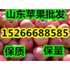 １５２６６６８８５８５山东纸袋膜袋红富士苹果今日产地报价