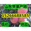 15266688585山东红富士苹果产地信息