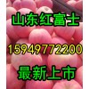 １５９４９７７２２００红富士苹果批发山东万亩苹果上市