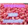 山东最新纸袋红富士价格