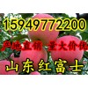 １５９４９７７２２００低价批发山东苹果红富士苹果产地批发价格