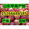 15266688585山东红富士苹果今日产地报价