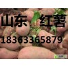 山东红薯批发价格，山东红薯种植基地地瓜哪里最便宜