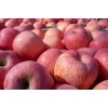 山东苹果供应基地万亩红富士苹果批发上市