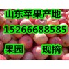 15266688585近期山东红富士苹果价格行情