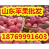 18769991603山东红富士苹果价格/今日红富士苹果降价