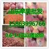 山东优质纸袋膜袋红富士苹果批发价格