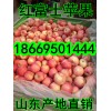 18669501444红富士苹果批发红富士苹果今日红富士价格