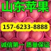 15762338888 山东红富士苹果批发入库价格走势