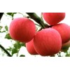 山东红富士苹果大量上市