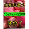 15949772200产地大降价山东红富士苹果最新批发价格