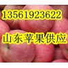 13561923622山东日照苹果批发/红富士苹果低价供应