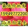 15949772200六毛起批山东红富士苹果产地低价急售