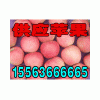 15563666665精品红富士苹果批发价格