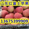 １３６７５３９９９０９低价出售大量红富士苹果产地批发