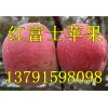 山东今日批发价格红富士苹果13791598098
