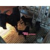 湖南努比亚黑山羊加盟——信誉好的黑山羊价位