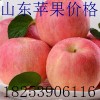 １８２５３９０６１１６今日山东红富士苹果价格