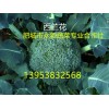 肥城市永新蔬菜专业合作社供应西兰花