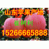 15266665888山东红冨士苹果价格