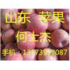 红富士苹果产地山东苹果价格